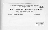 Diaporthe caryigena image